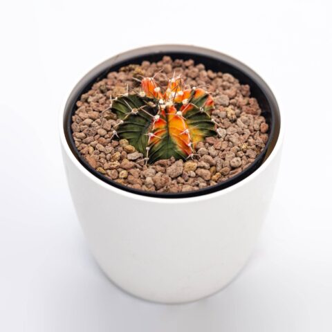 Gymnocalycium mihanovichii