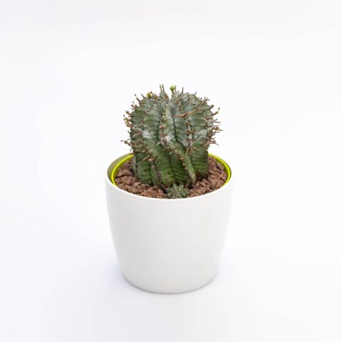 Euphorbia horrida "Alba"