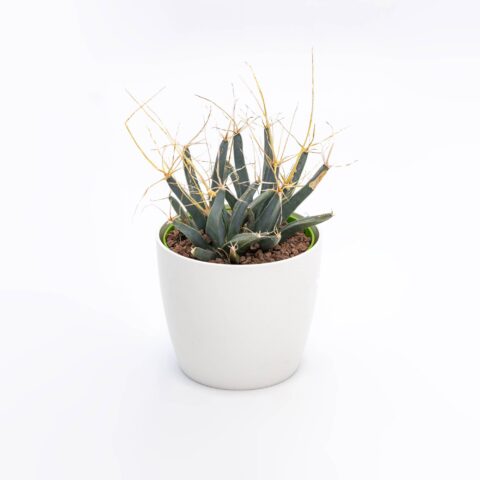 Leuchtenbergia principis