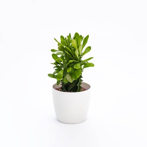 Euphorbia abyssinica