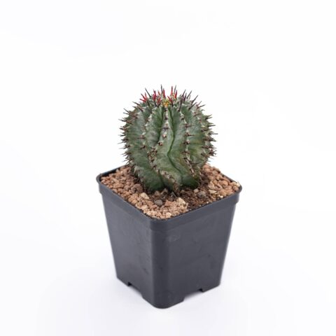 Euphorbia horrida