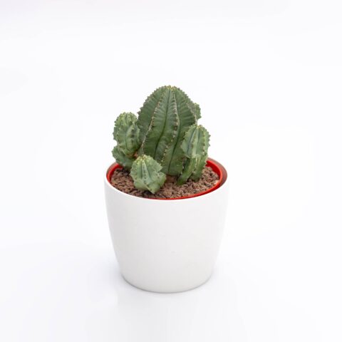 Euphorbia fruticosa