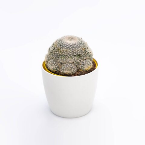 Mammillaria candida