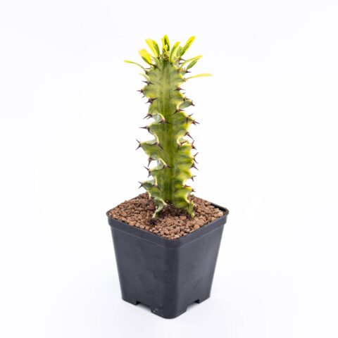 Euphorbia marmorata