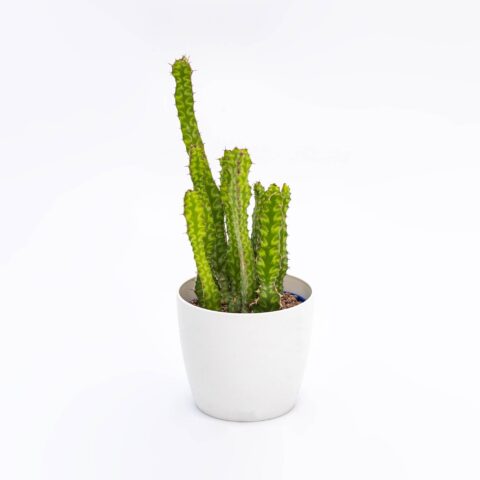 Euphorbia pseudocactus
