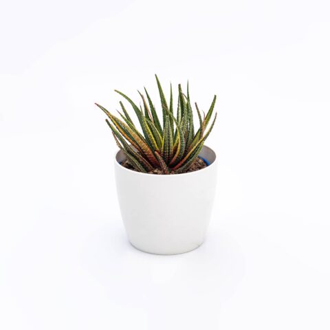 Haworthia attenuata "Variegata"