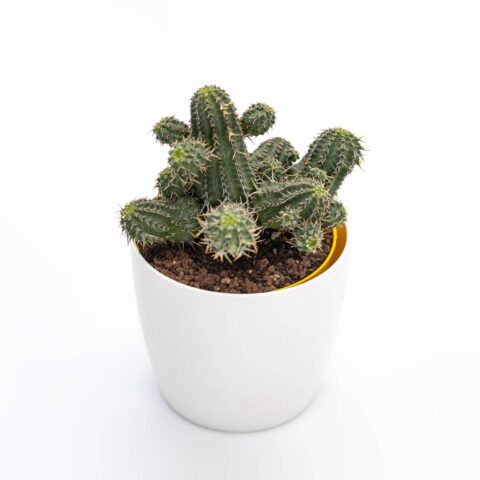 Euphorbia phillipsioides