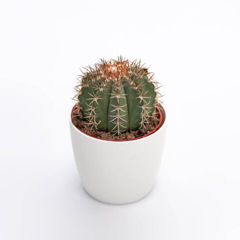 Melocactus maxonii