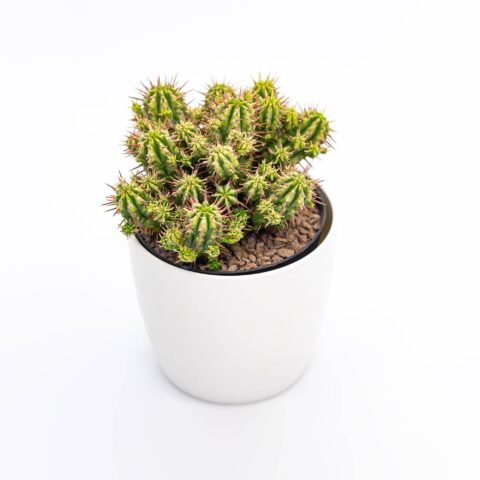 Euphorbia enopla "Variegata"