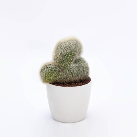 Cleistocactus winteri