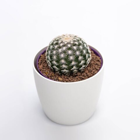 Echinocereus reichenbachii