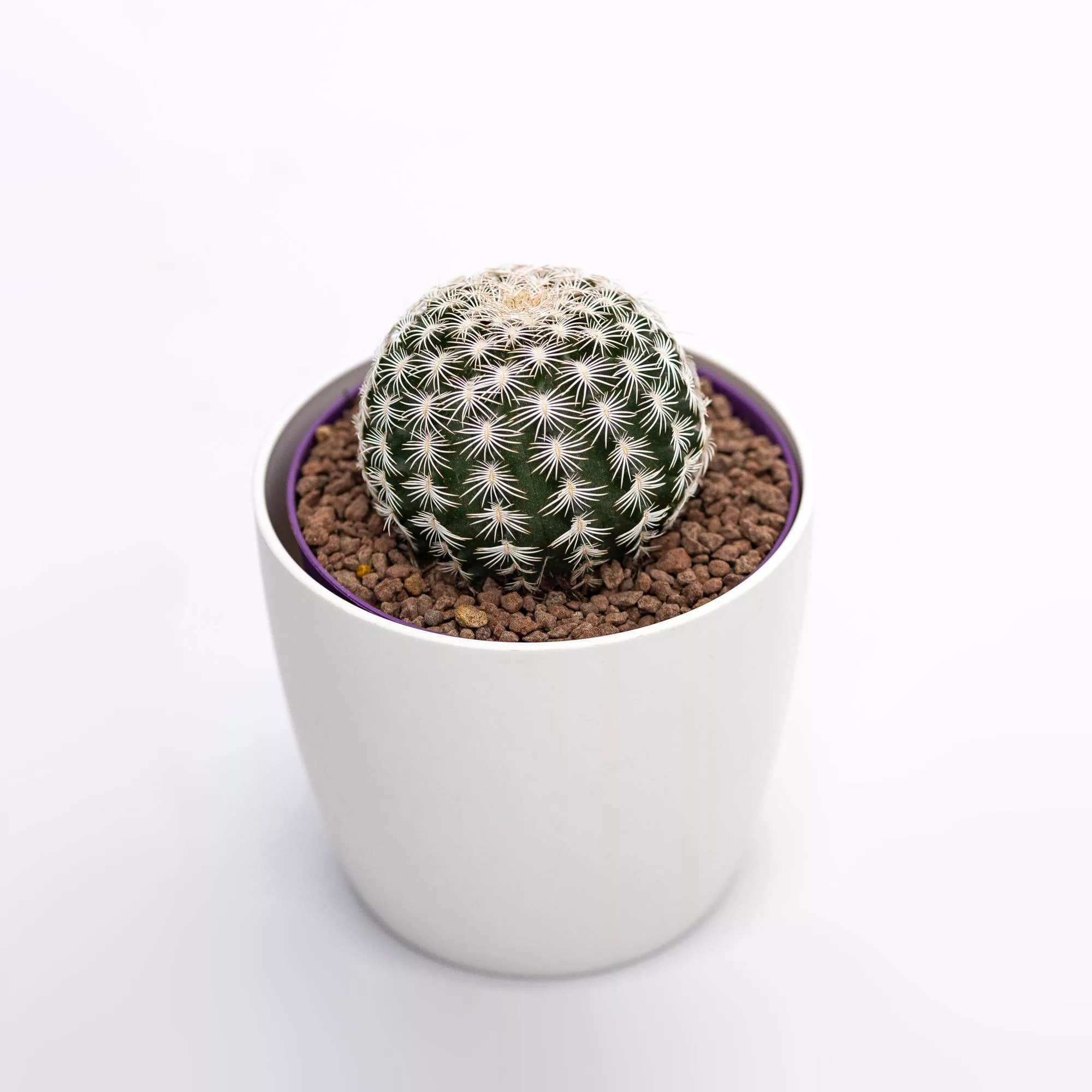 Echinocereus reichenbachii
