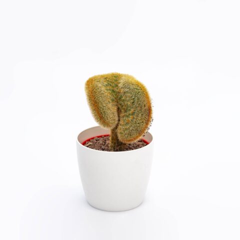 Cleistocactus parapetiensis f. crestata