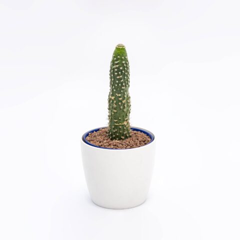 Cleistocactus jujuyensis