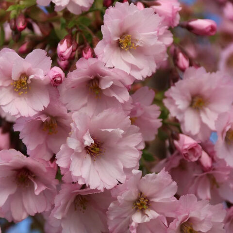 Prunus "First Blush"