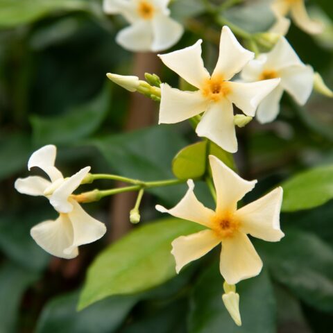Trachelospermum asiaticum "Christabel Bielenberg"