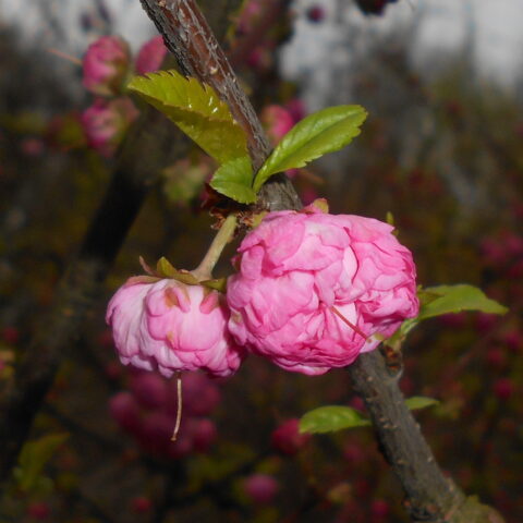 Prunus triloba "Multiplex"