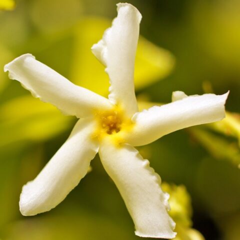Trachelospermum asiaticum "Chili & Vanilla"