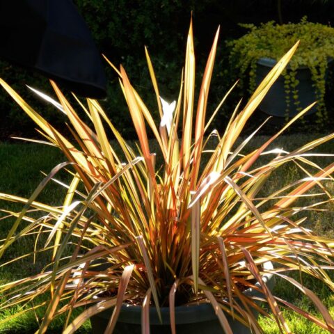 Phormium tenax "Flamingo"