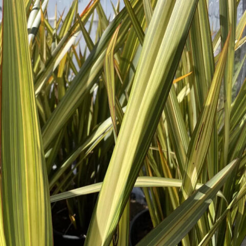 Phormium tenax "Wings of Gold"