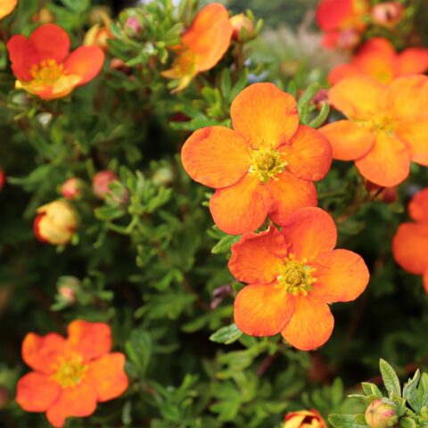 Potentilla fruticosa "Orange'issima"
