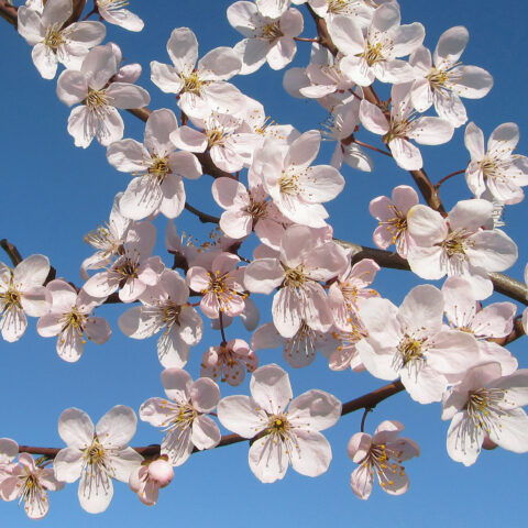 Prunus cerasifera "Pissardii"