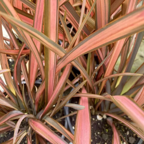Phormium tenax "Rainbow Sunrise"
