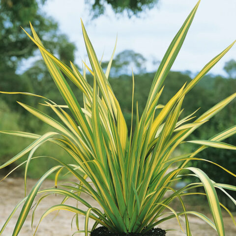 Phormium tenax "Yellow Wave"