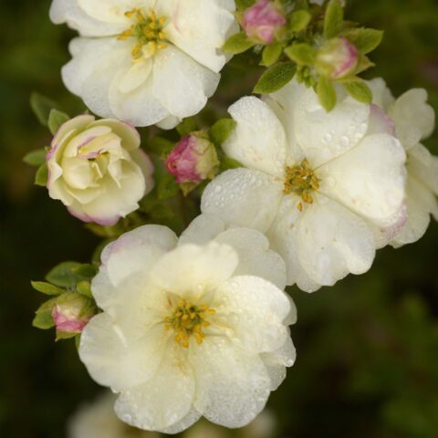 Potentilla fruticosa "Double Punch Cream"
