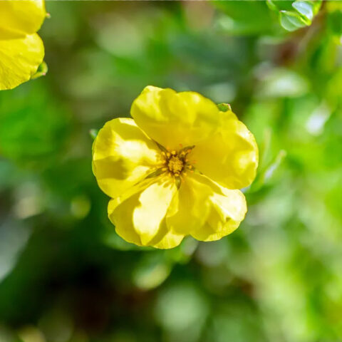 Potentilla fruticosa "Double Punch Gold"