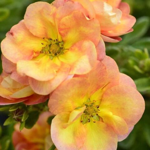Potentilla fruticosa "Double Punch Peach"