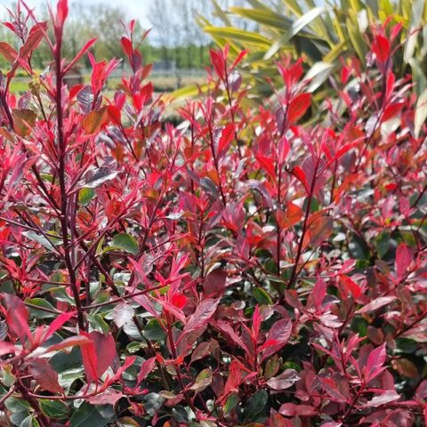 Photinia x fraseri "Little Fenna"