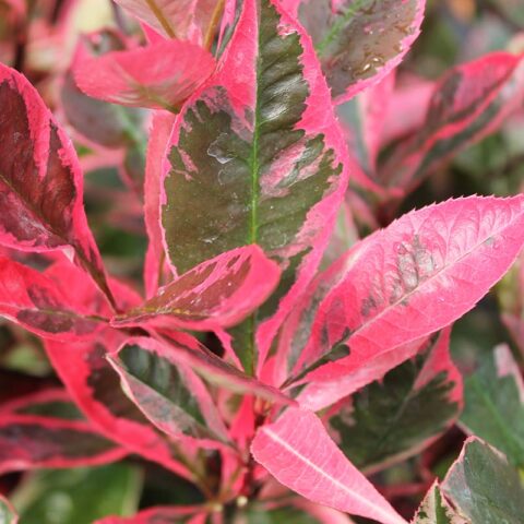 Photinia x fraseri "Louise McLarlou"
