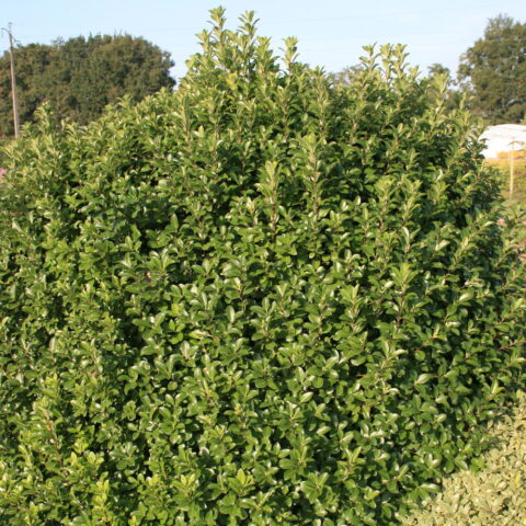 Pittosporum tenuifolium "Irish Luck"