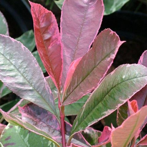 Photinia x fraseri "Pink Marble"
