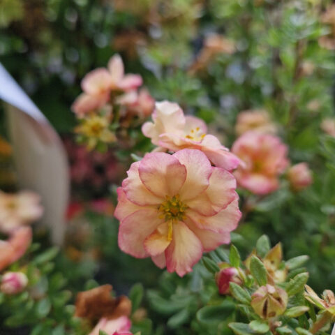 Potentilla fruticosa "Double Punch Pastel"