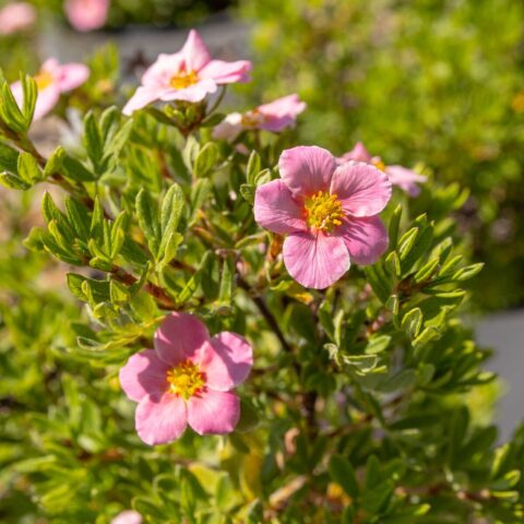 Potentilla fruticosa "Pink Paradise"