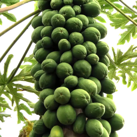 Carica papaya "Caballero"