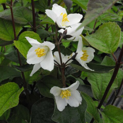 Philadelphus "Starbright"