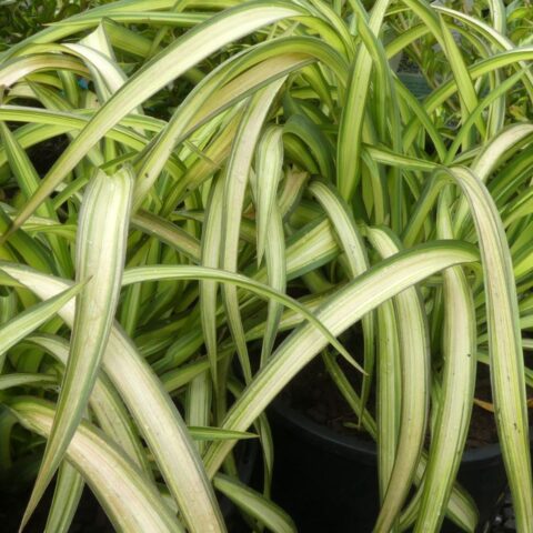 Phormium "Blondie"