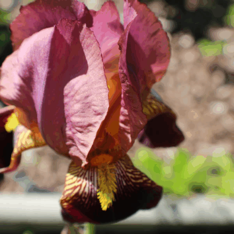 Iris germanica "Red Chieftain"