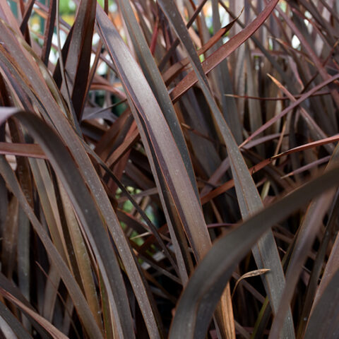 Phormium tenax "Pink Blush"
