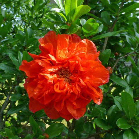 Punica granatum "Maxima Rubra"