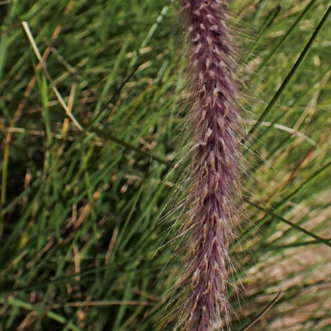 Pennisetum macrourum