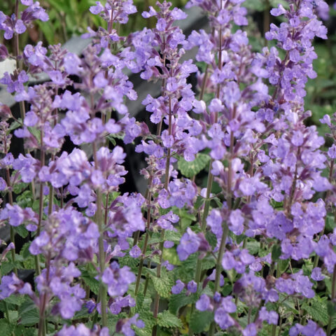 Nepeta x faassenii "Cat's Pajamas"