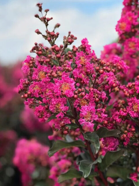 Lagerstroemia indica "First Editions Magic Plum"