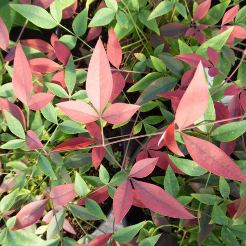 Nandina domestica "Flirt"