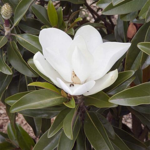 Magnolia grandiflora "Alta"