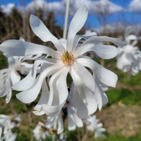 Magnolia stellata "Water Lily"