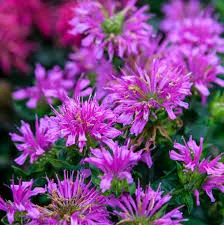 Monarda didyma "Balmy Lilac"